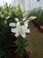 [5282 Nova Zenbla EVR No02.JPG]